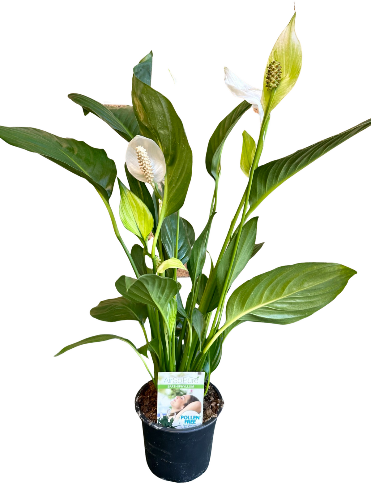 Spathiphyllum Catalina 14cm - Urban Lush NZ