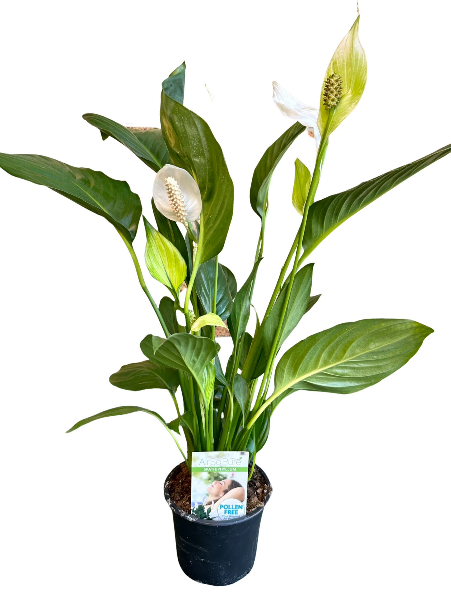 Peace Lily