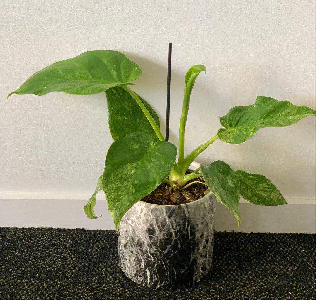 Philodendron New Blizzard 12CM