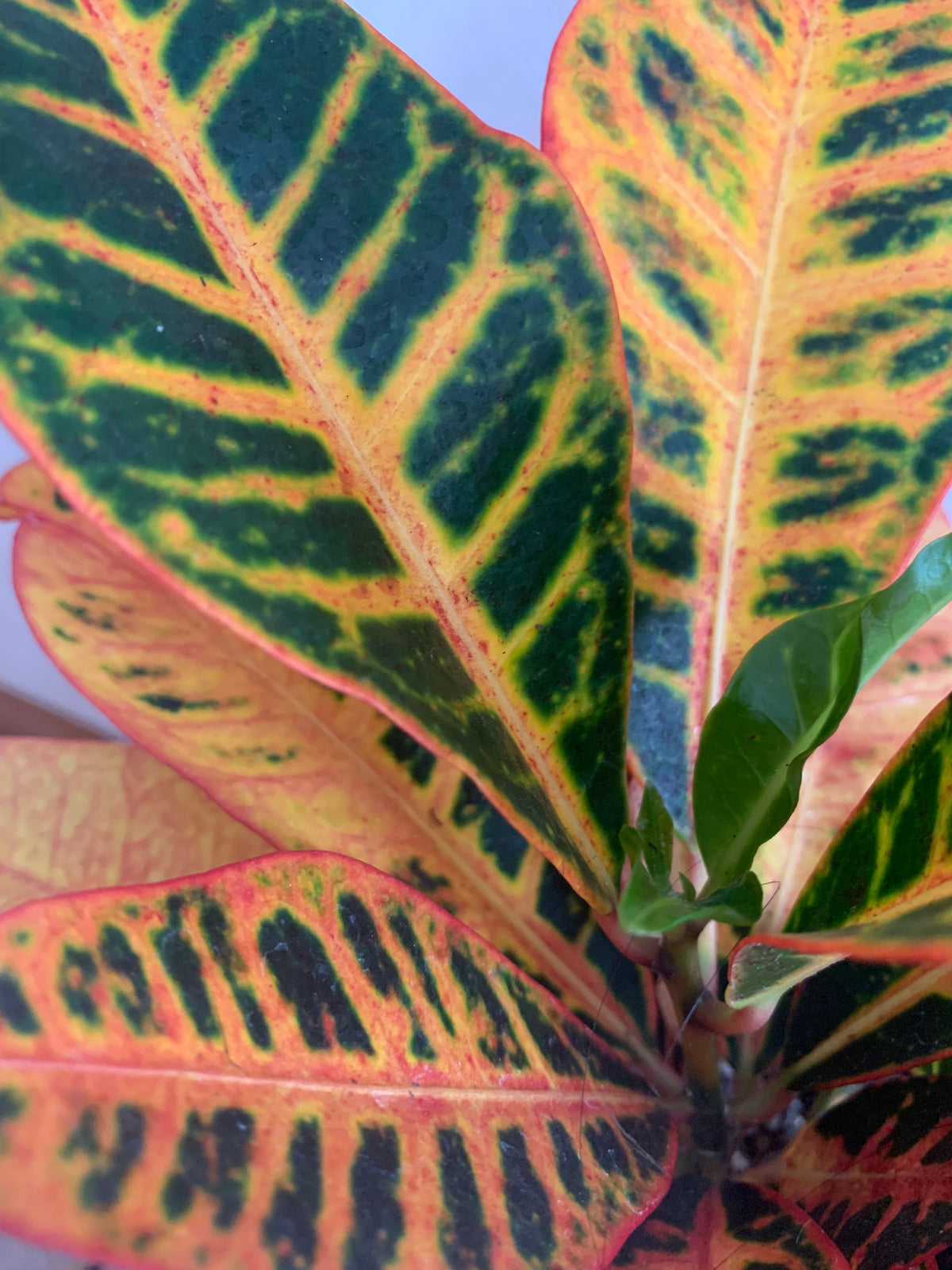 Croton Petra 14cm - Urban Lush NZ