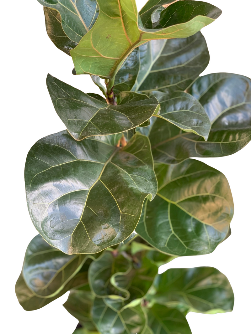 Ficus Bambino 25cm - Urban Lush NZ