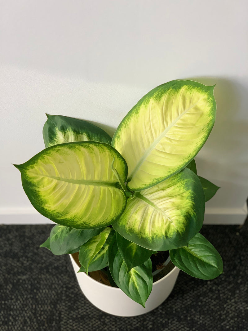 Dieffenbachia 17cm - Urban Lush NZ