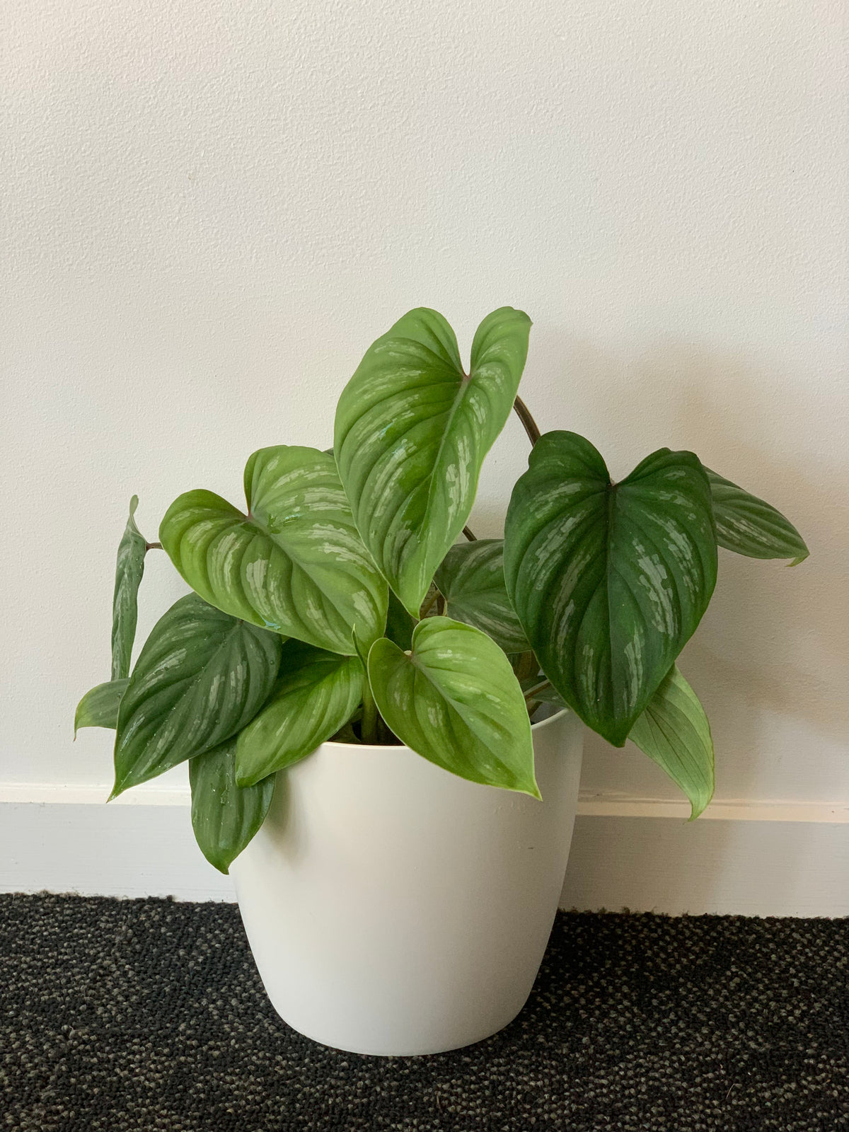 Philodendron Mamei 14CM