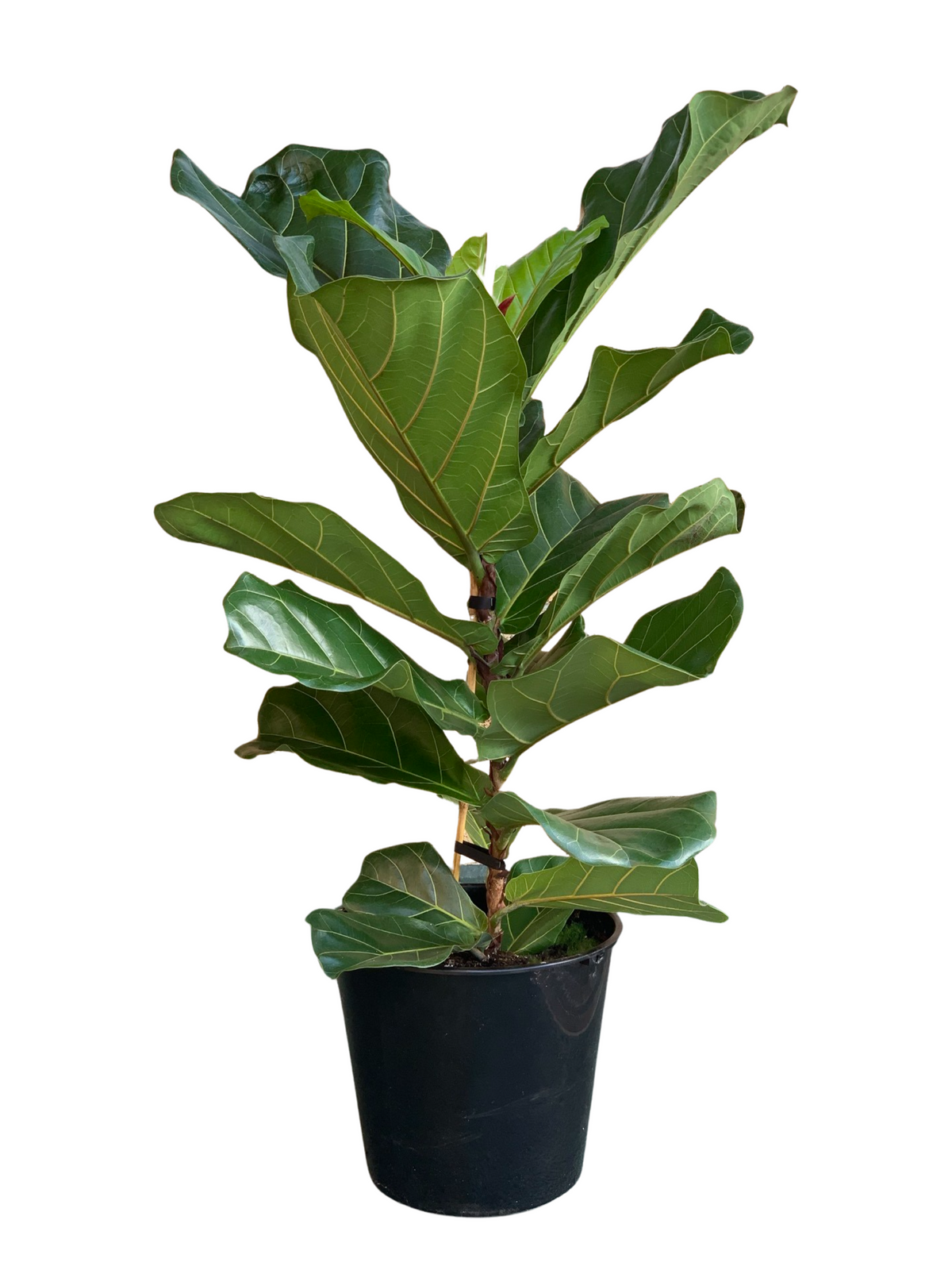 Ficus Lyrata 25CM