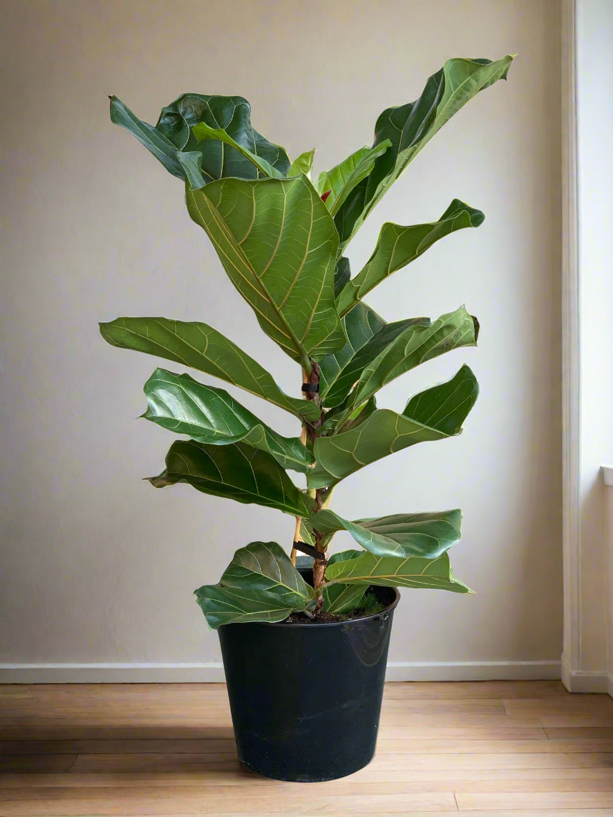 Ficus Lyrata 25cm - Urban Lush NZ