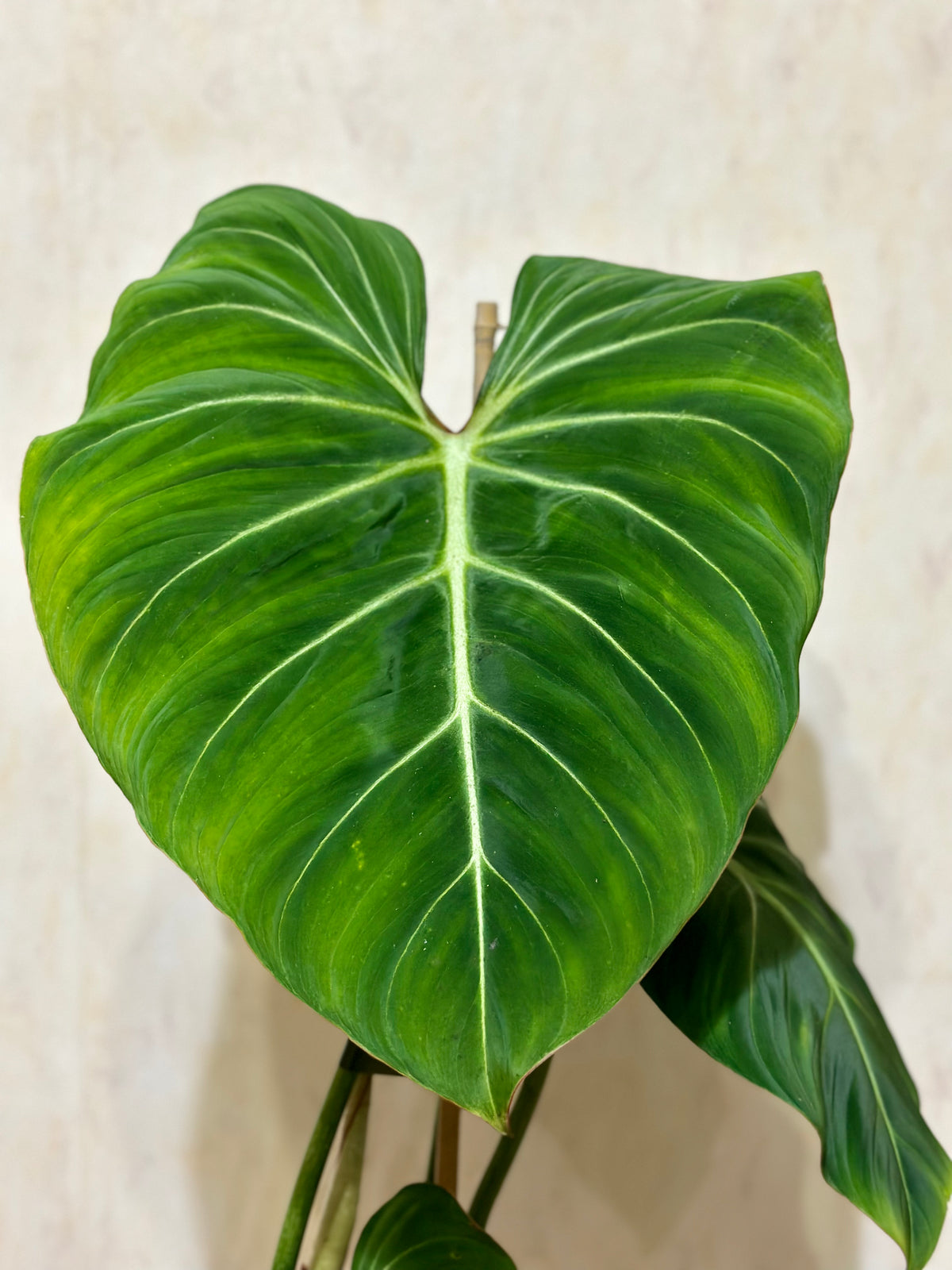 Philodendron Gloriosum 3.5L - Urban Lush NZ