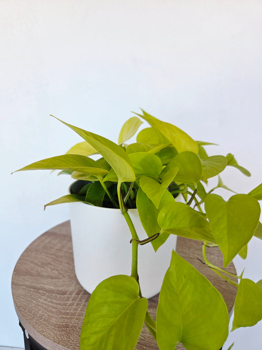 Epipremnum Aureum Neon Potho 12CM