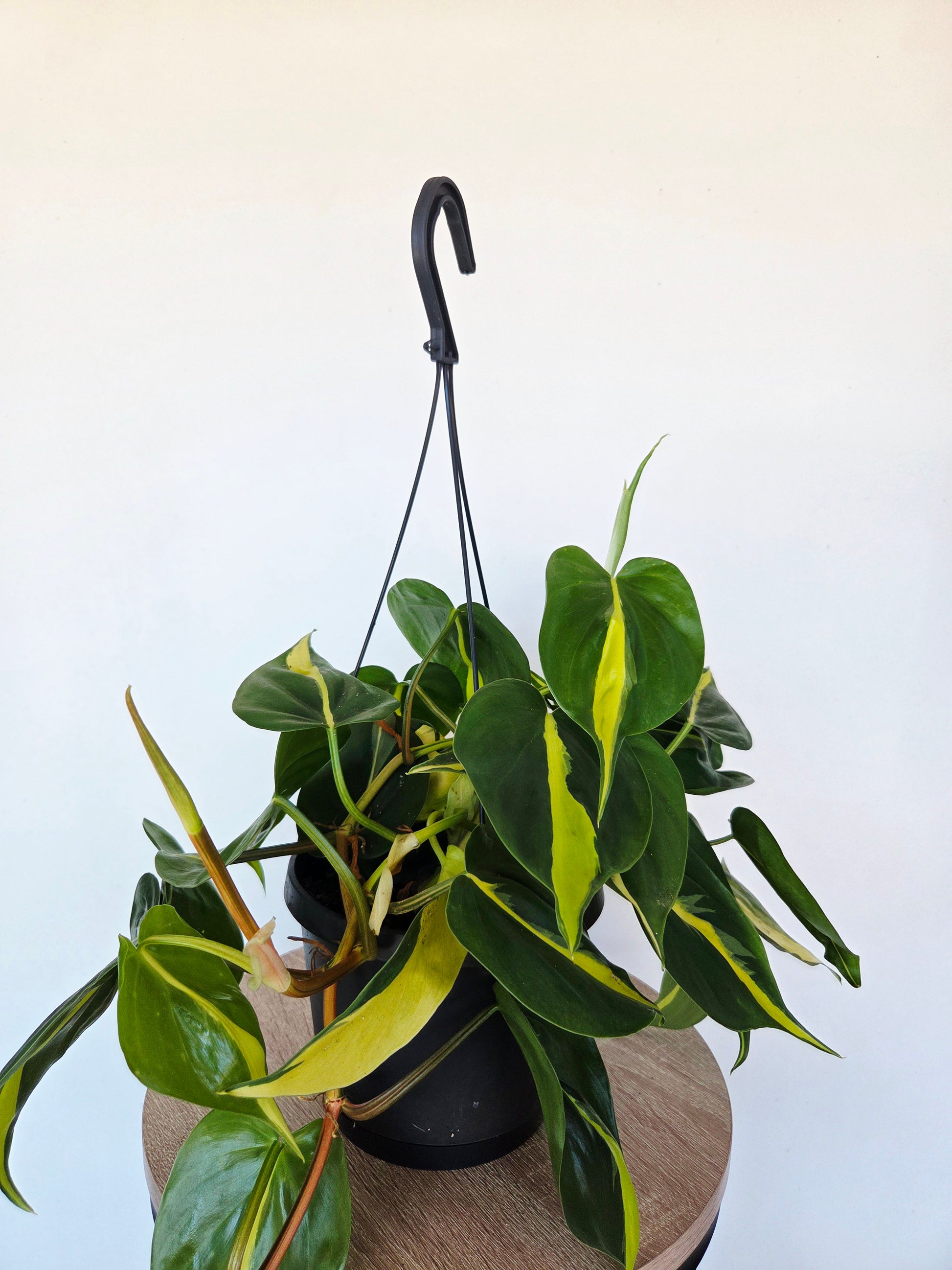 Philodendron Brasil basket 17CM - Urban Lush NZ