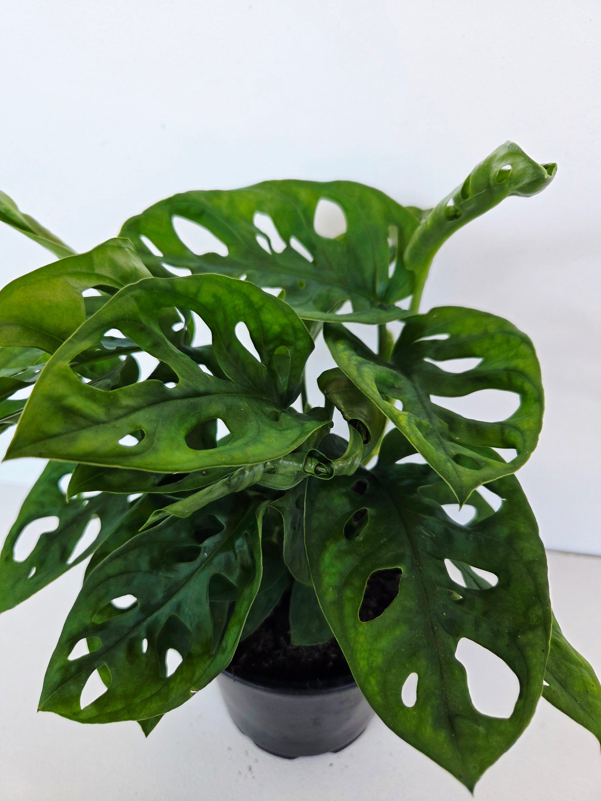 Monstera Monkey Mask 12cm - Urban Lush NZ