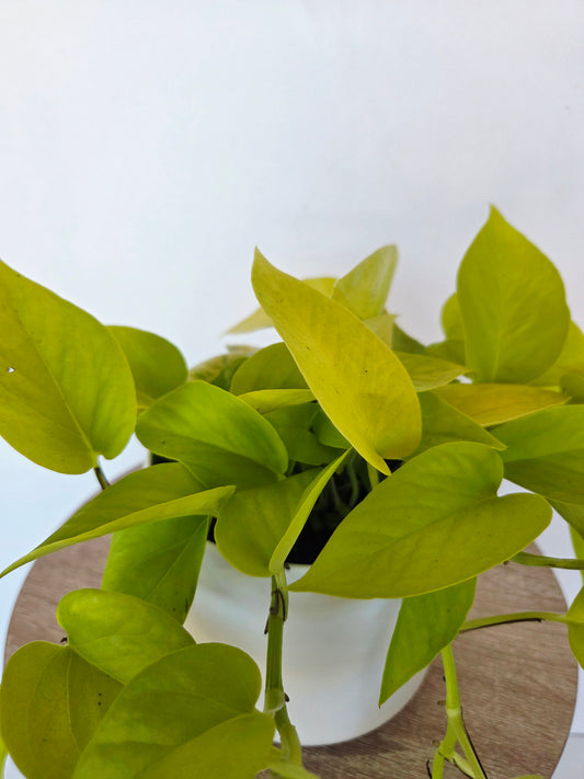 Epipremnum Aureum Neon Potho 12CM
