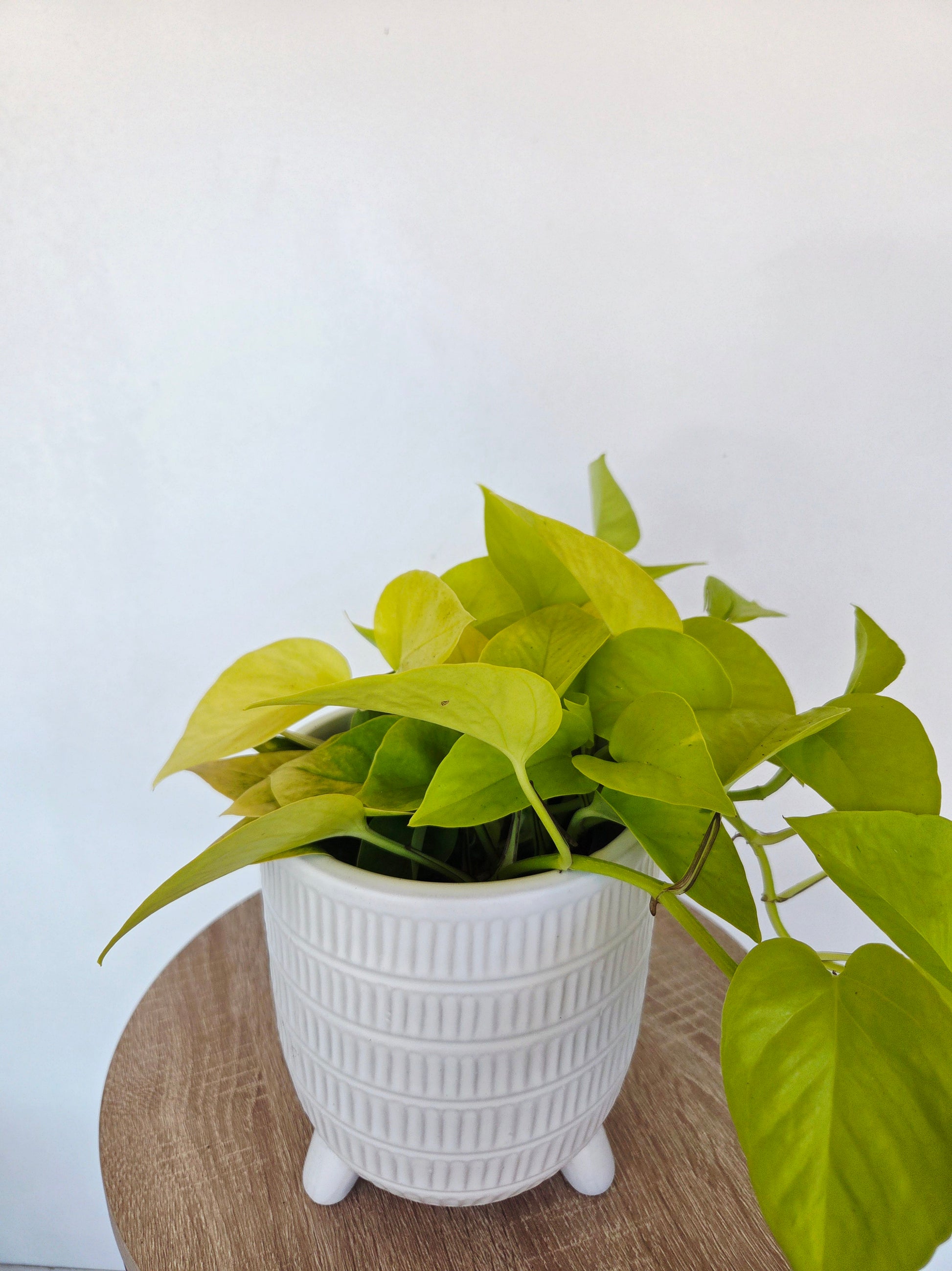 neon potho Neon Potho | Epipremnum Aureum 12CM