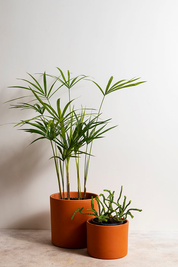 Indoor Plants