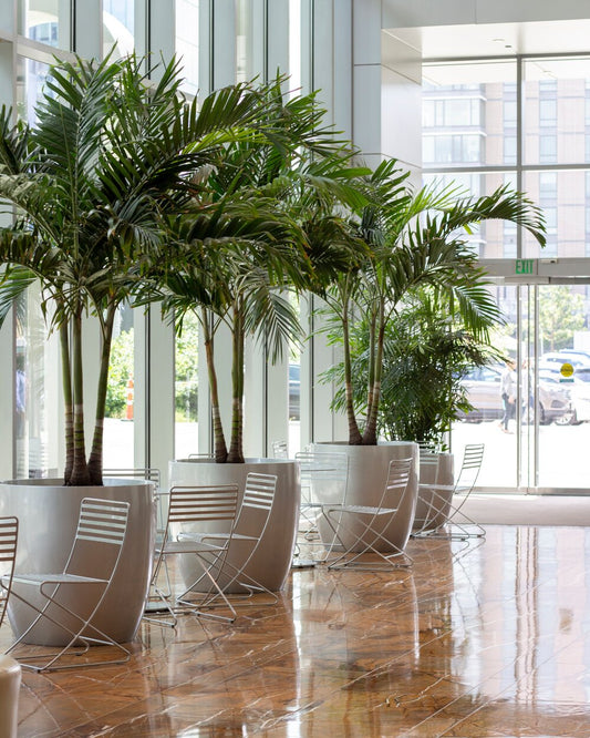 Interior Plantscaping - Urban Lush NZ