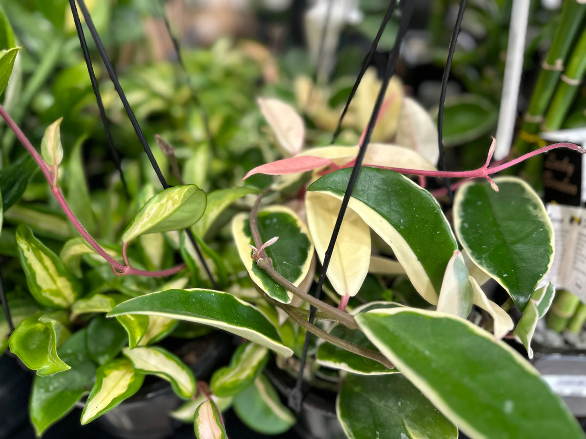 Hoya tricolor 'Krimson Queen' - Basket - Urban Lush NZ