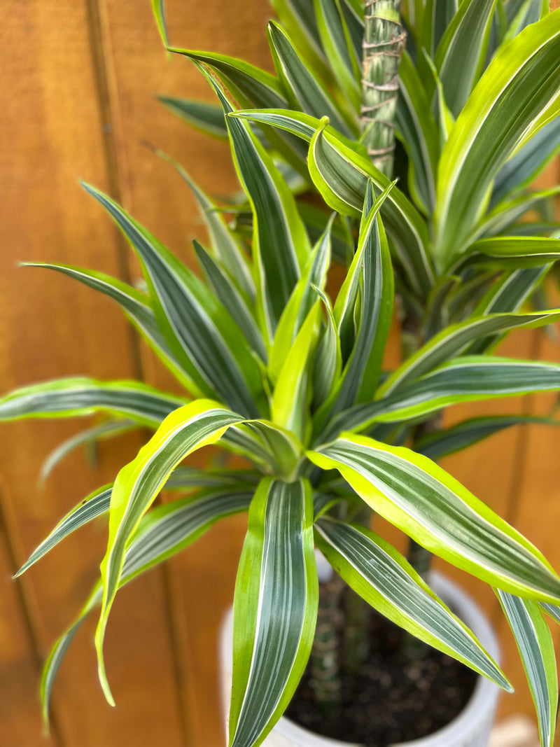 Dracaena Green Stripe 4.5L - Urban Lush NZ