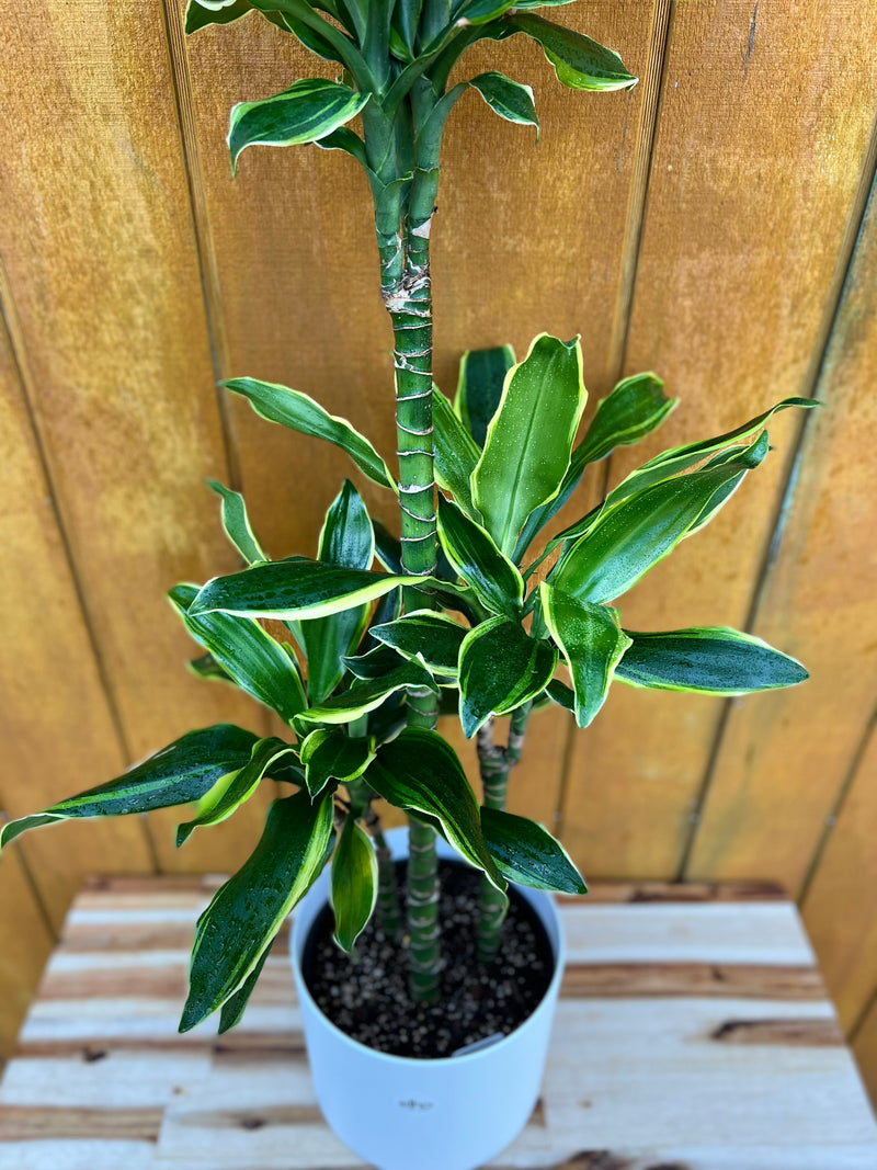 Dracaena Gold Coast 4.5L - Urban Lush NZ