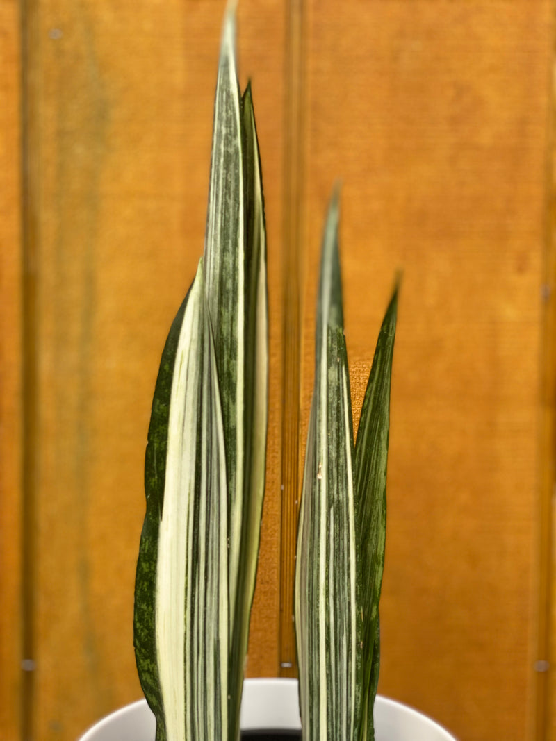 Sansevieria Bantel’s Sensation (Snake Plant) - 14cm - Urban Lush NZ