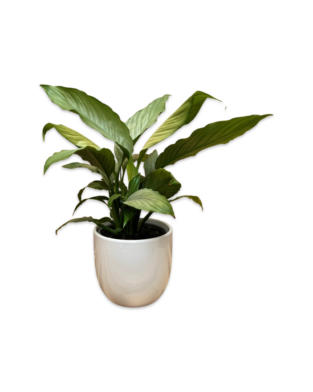 Spathiphyllum Silver - Peace Lily 20-25cm
