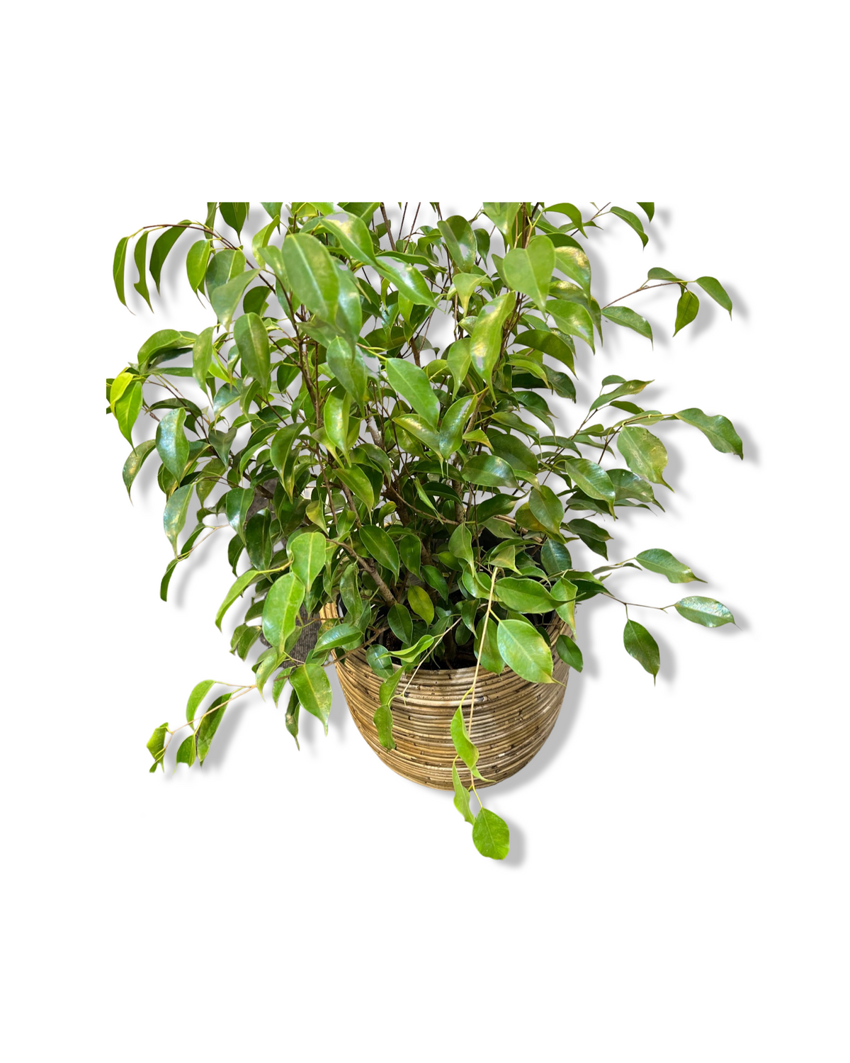 Ficus Evergreen 50cm