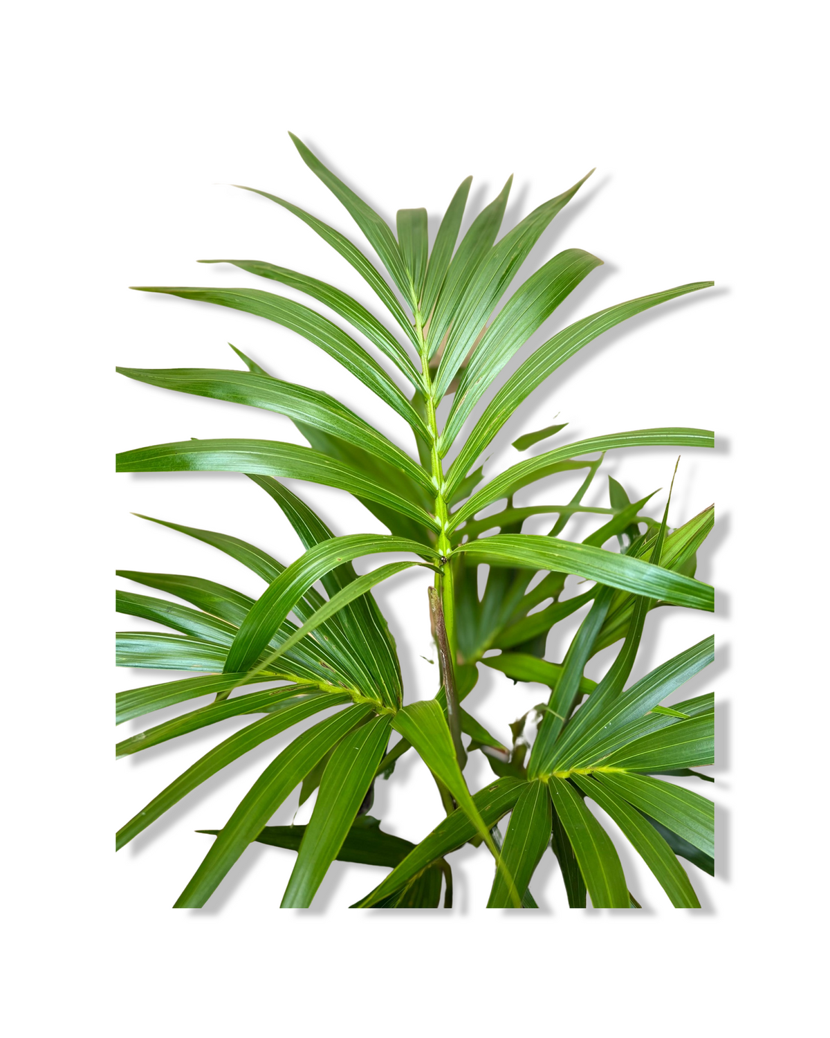 Kentia Palm Triple Planted - 75cm